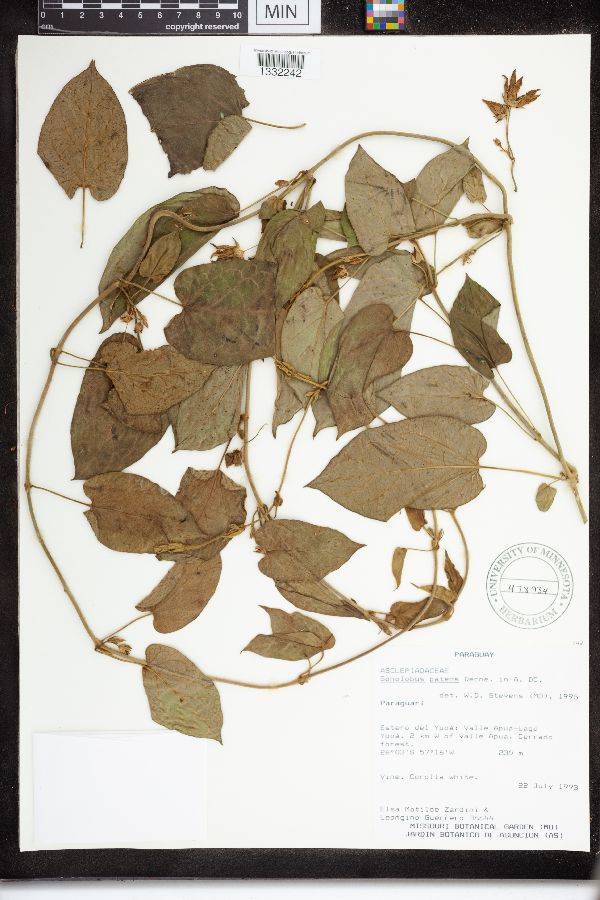 Gonolobus patens image
