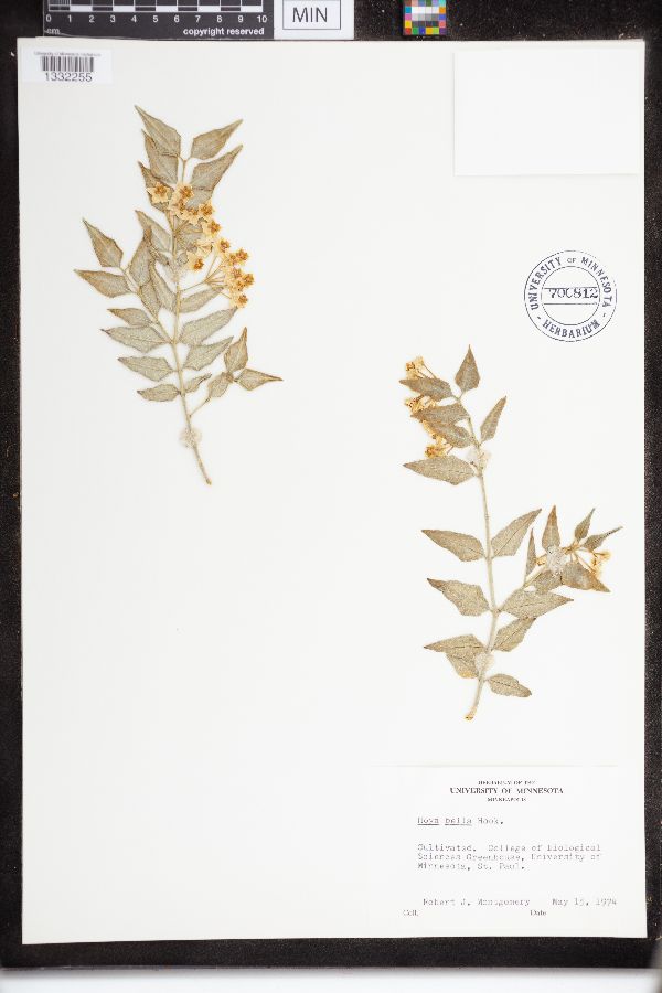 Hoya lanceolata subsp. bella image