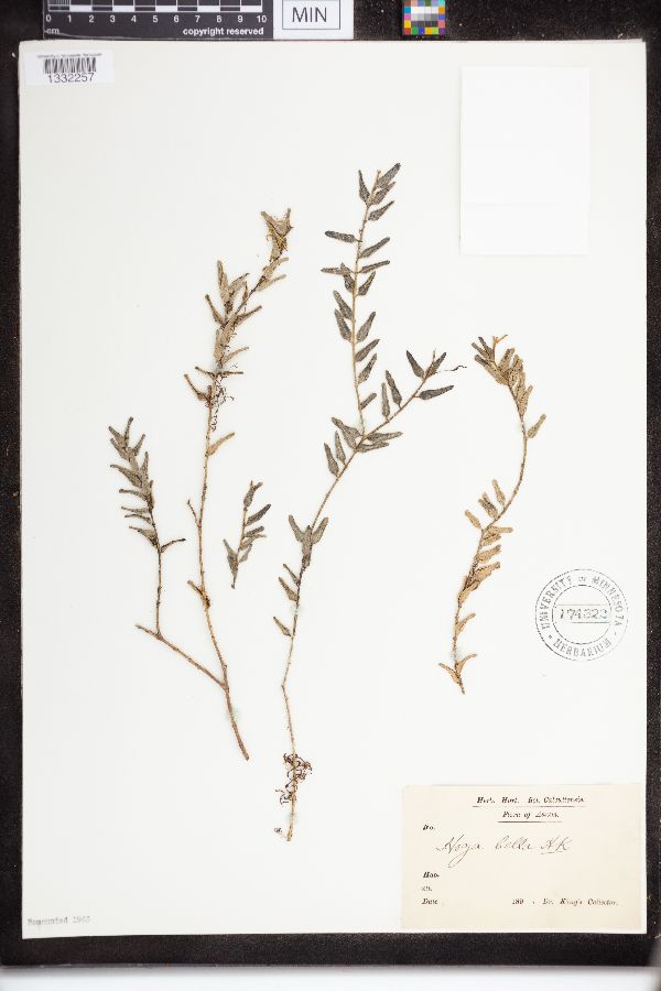 Hoya lanceolata image