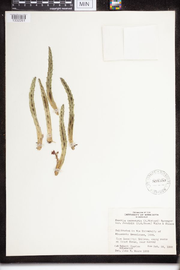 Ceropegia macrocarpa subsp. macrocarpa image