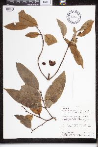 Image of Lacmellea arborescens