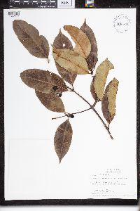 Lacmellea arborescens image