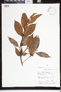 Image of Lacmellea klugii