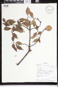 Image of Landolphia myrtifolia