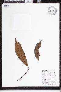 Lepiniopsis ternatensis image