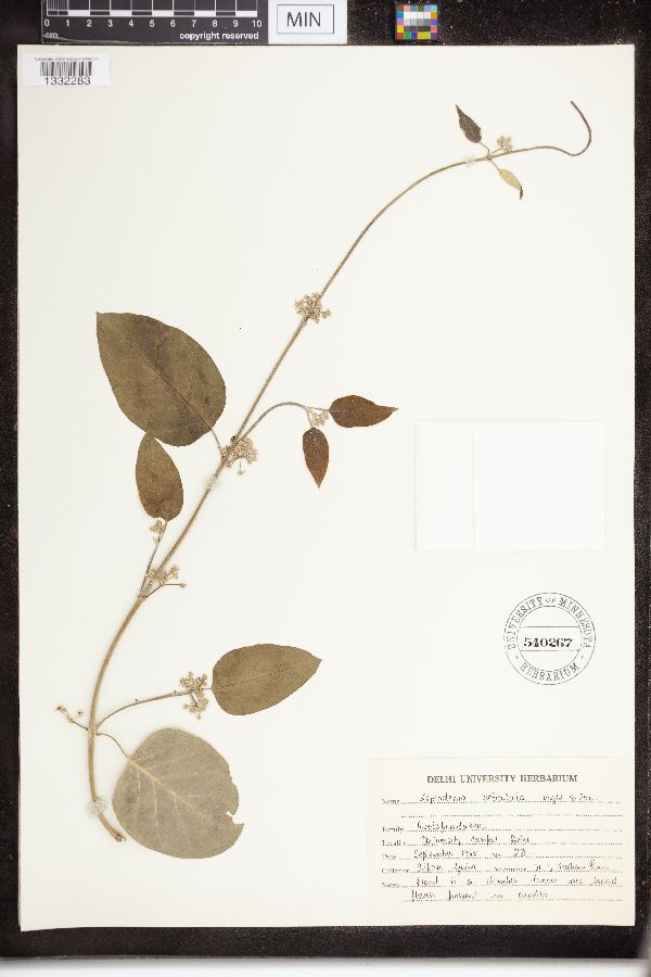 Leptadenia reticulata image
