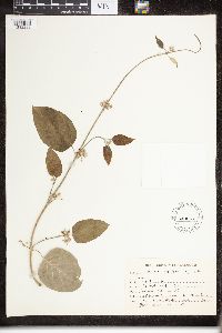 Image of Leptadenia reticulata