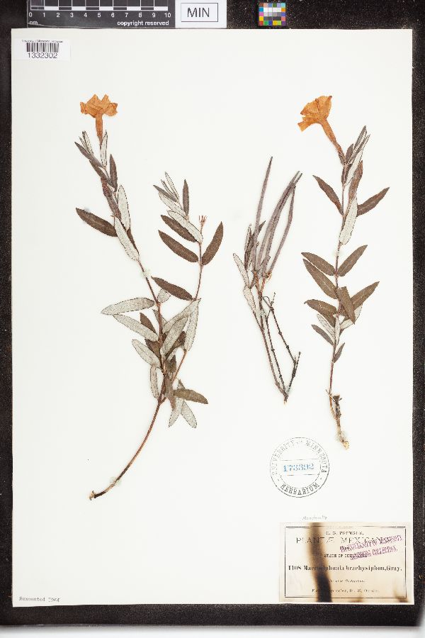 Mandevilla hypoleuca image