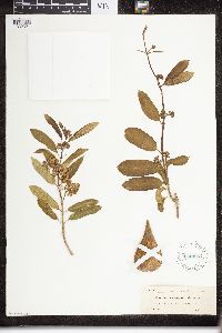 Image of Marsdenia campanulata