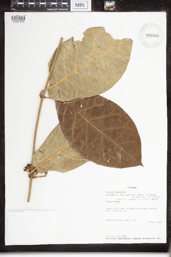 Marsdenia macrophylla image