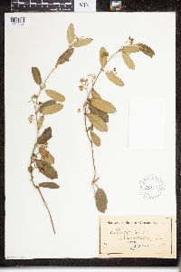 Leichhardtia flavescens image