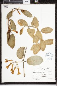 Marsdenia floribunda image
