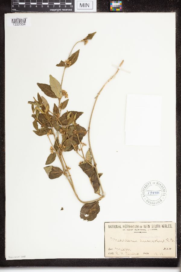 Marsdenia suaveolens image