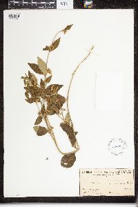 Image of Leichhardtia suaveolens