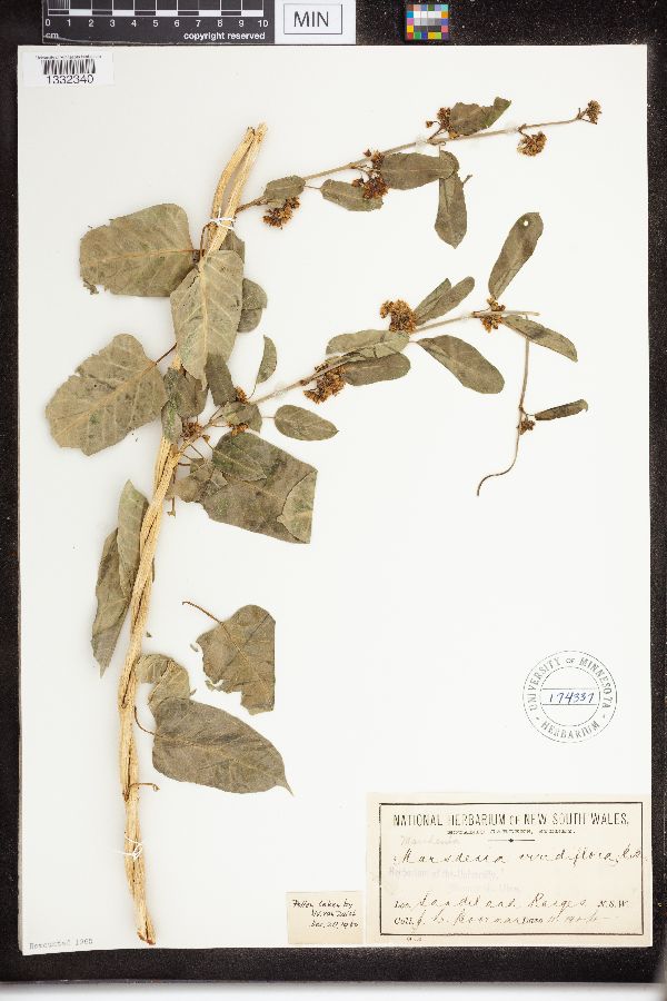 Leichhardtia viridiflora image