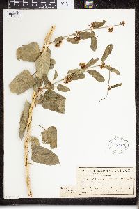Image of Leichhardtia viridiflora