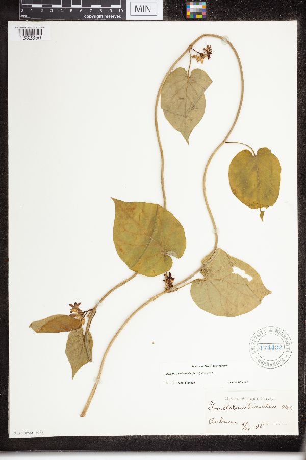 Matelea carolinensis image