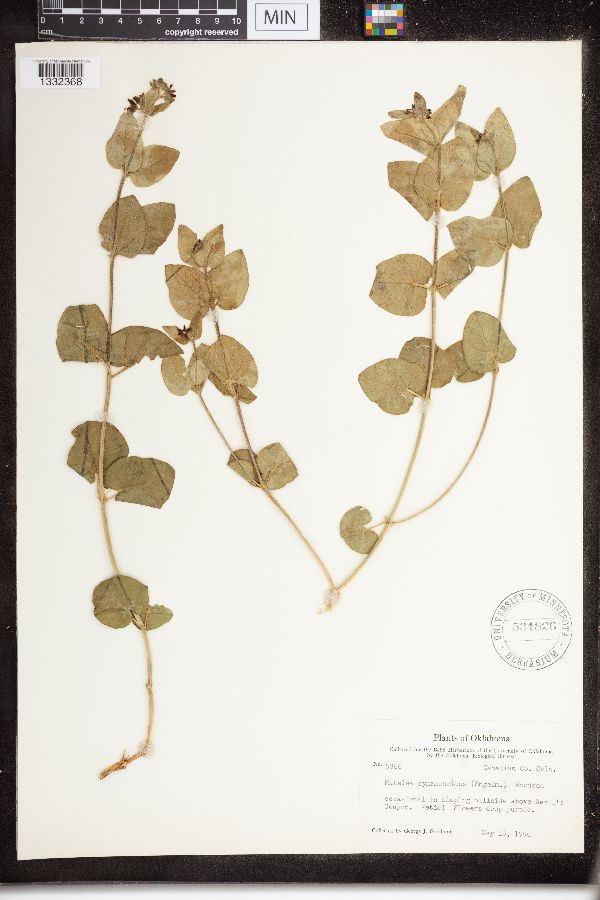 Matelea cynanchoides image