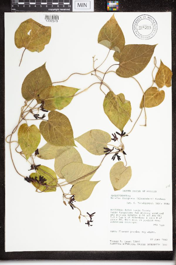 Matelea decipiens image