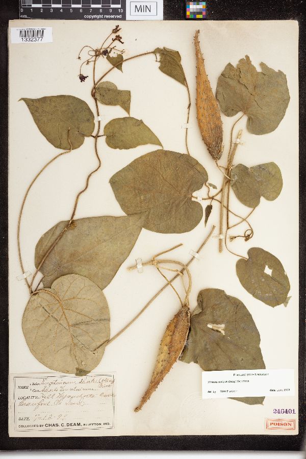 Matelea obliqua image