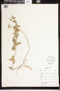 Matelea parviflora image