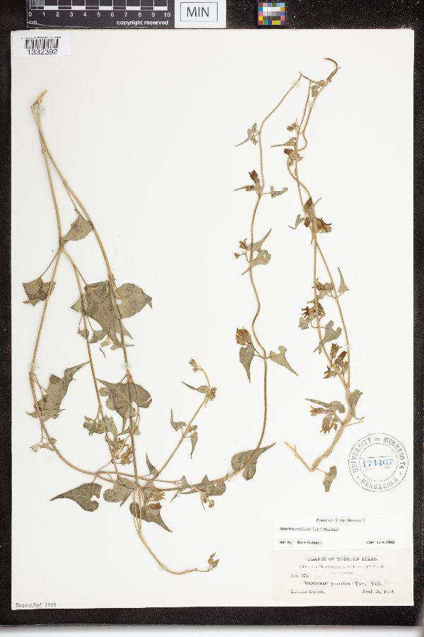 Matelea producta image