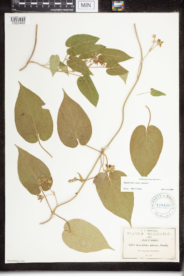 Matelea pilosa image