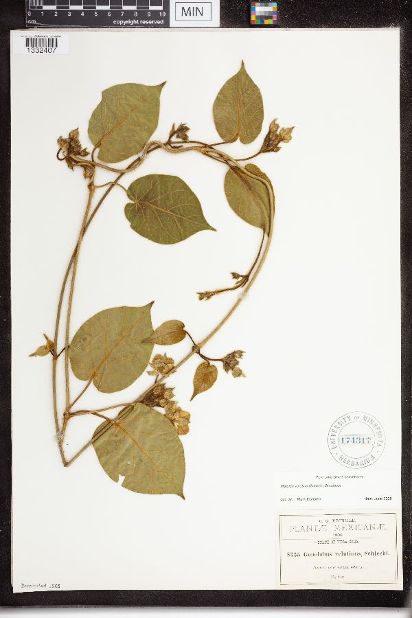 Matelea velutina image