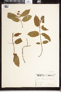 Motandra paniculata image