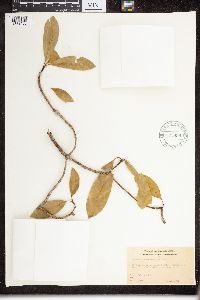 Ochrosia sandwicensis image