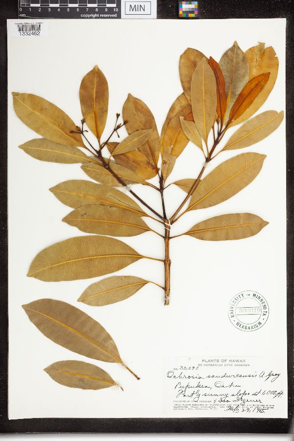 Ochrosia compta image