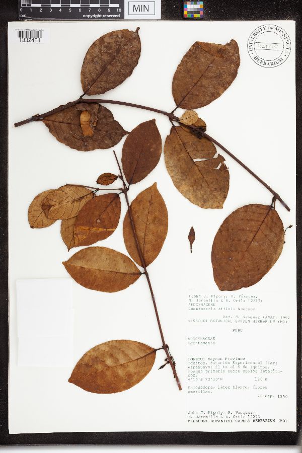 Odontadenia affinis image