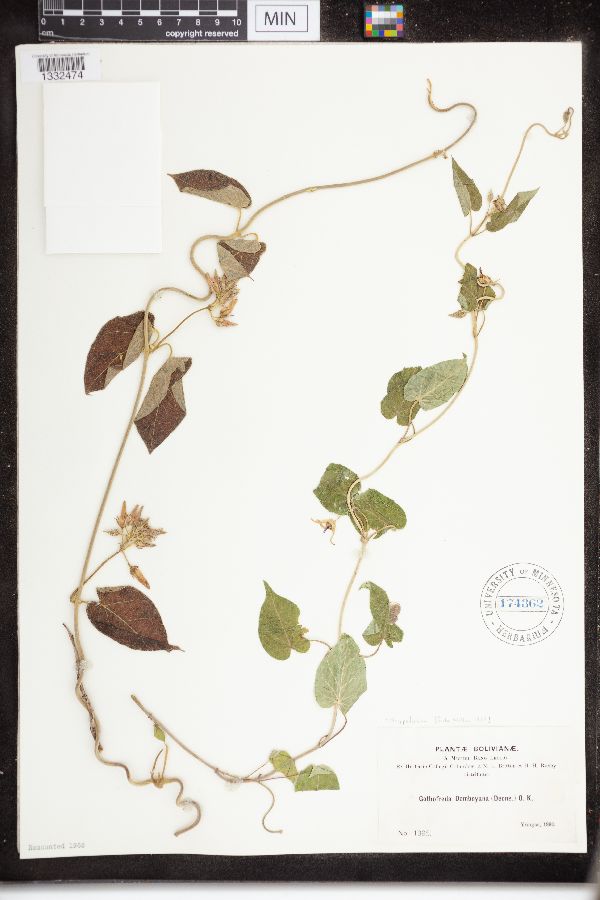 Oxypetalum dombeyanum image