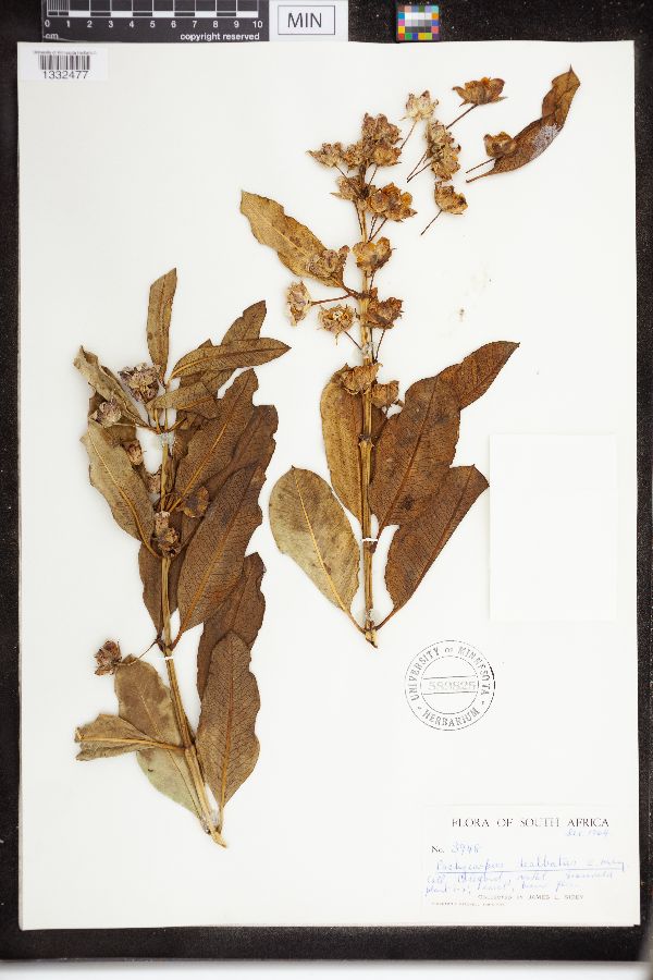 Pachycarpus dealbatus image