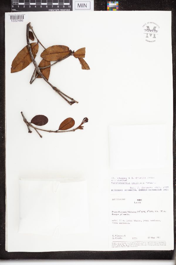 Parahancornia peruviana image