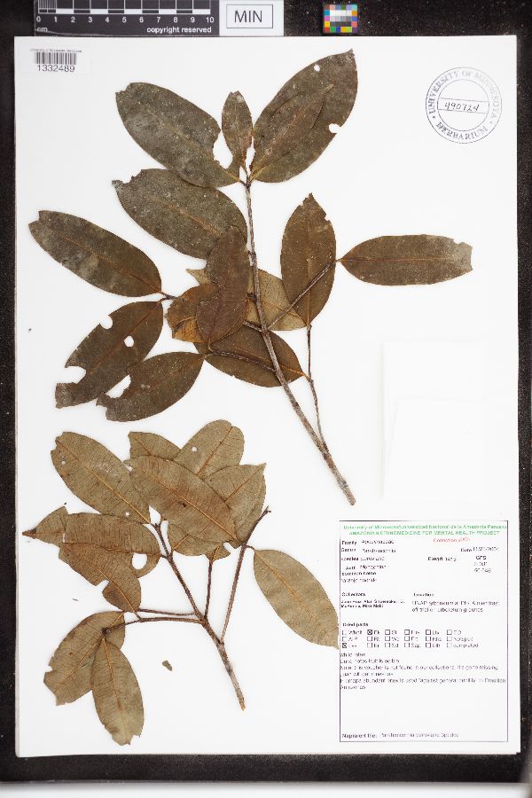 Parahancornia peruviana image