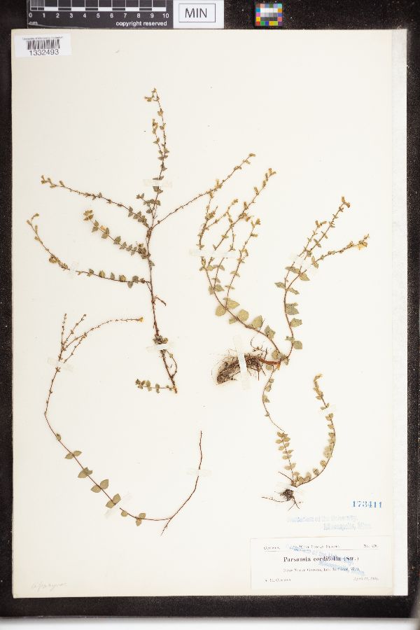Parsonsia cordifolia image
