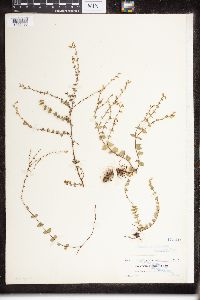 Image of Parsonsia cordifolia