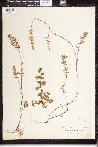 Image of Parsonsia parsonsia