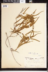 Parsonsia eucalyptophylla image