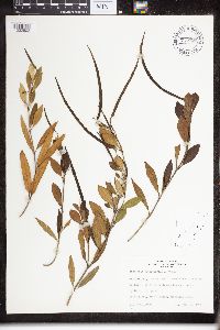 Image of Parsonsia heterophylla