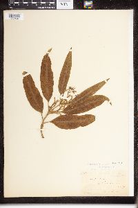 Parsonsia reticulata image