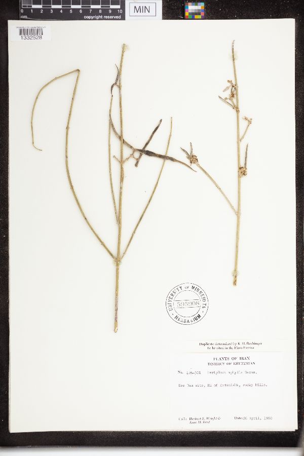 Periploca aphylla image
