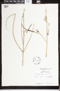 Image of Periploca aphylla