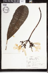 Image of Plumeria obtusa