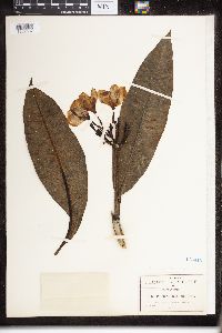 Image of Plumeria acutifolia