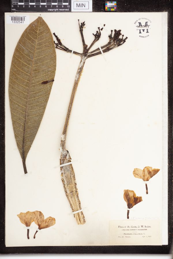 Plumeria acuminata image
