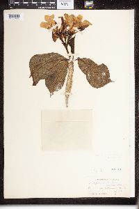 Image of Plumeria attenuata