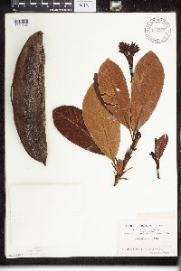 Image of Plumeria bracteata
