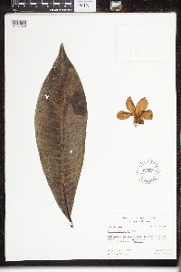 Image of Plumeria jamesonii